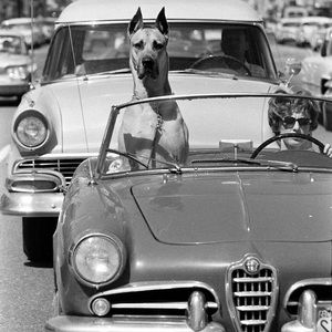 Meet your Posher, Dee